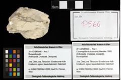 Foto (Objekt + Etiketten) von Cracensigillatus acutirostris (Moericke, 1889) 